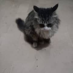 IMPORTED QUALITY PERSIAN CAT AVAILABLE