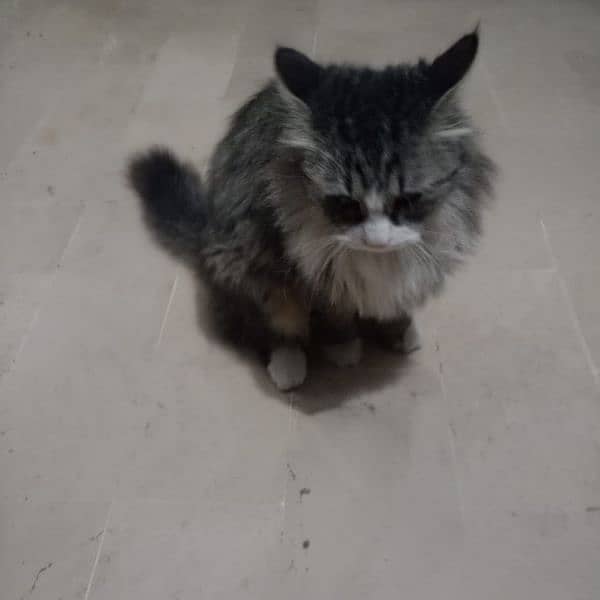 IMPORTED QUALITY PERSIAN CAT AVAILABLE 0