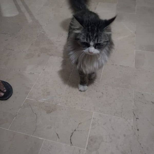 IMPORTED QUALITY PERSIAN CAT AVAILABLE 2