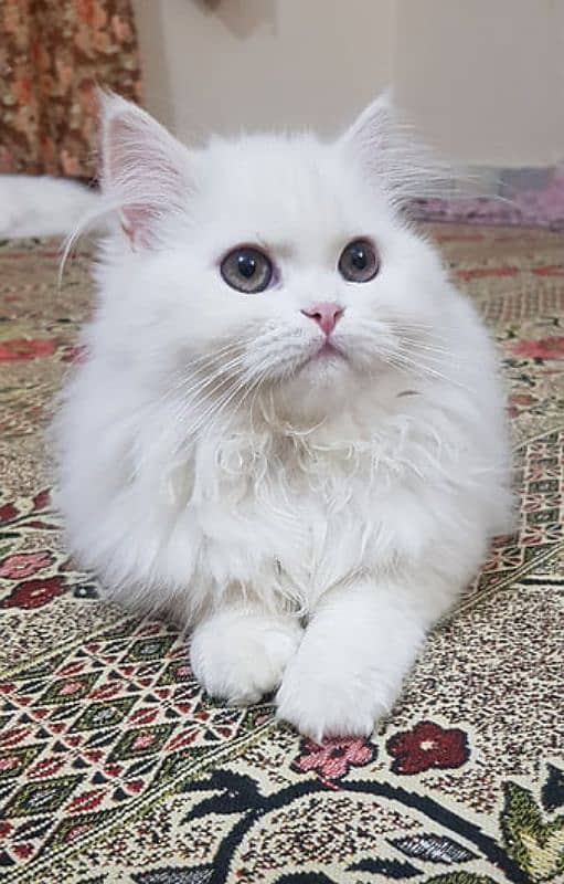 Persian kittens available punch face triple coated 4