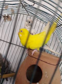 Budgies pair with 4 self patthay