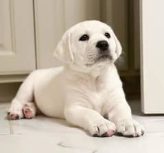 Labrador puppies