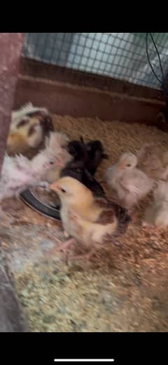 frizzle Bentum Chicks