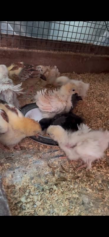 frizzle Bentum Chicks 1