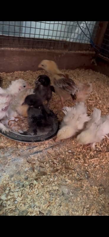 frizzle Bentum Chicks 2