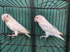 03037104318 albino split INo female blue pastel I no male