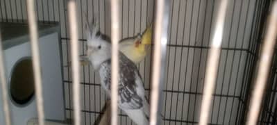 quality birds for sale