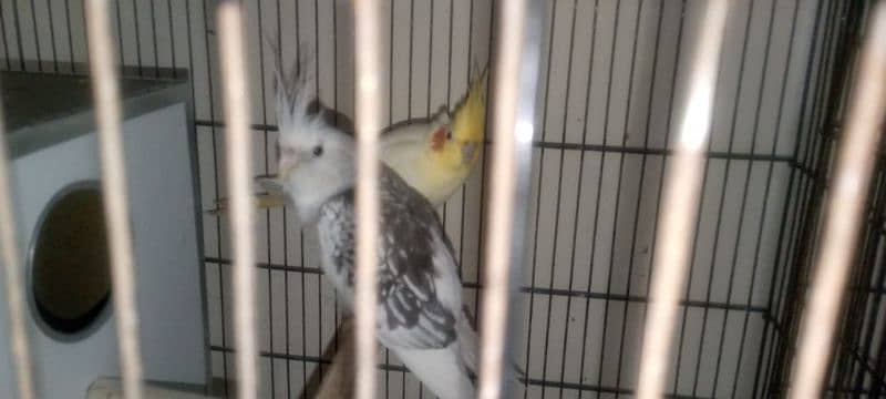 quality birds for sale 0