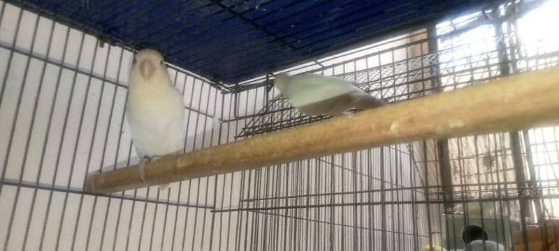 quality birds for sale 2