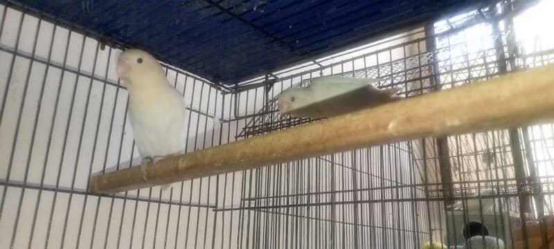 quality birds for sale 3