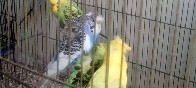 quality birds for sale 5