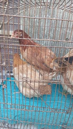 3 female hen's