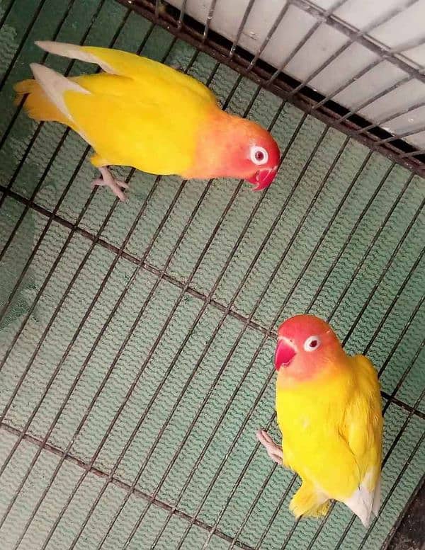 lutino red eyes pair for sale 0