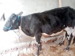 cow dosra br soye ha 4  month ke