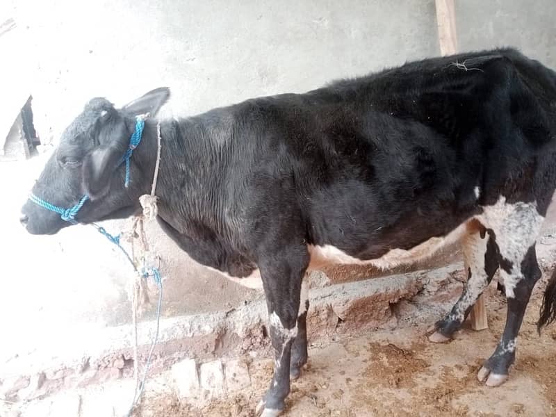 cow dosra br soye ha 4  month ke 0