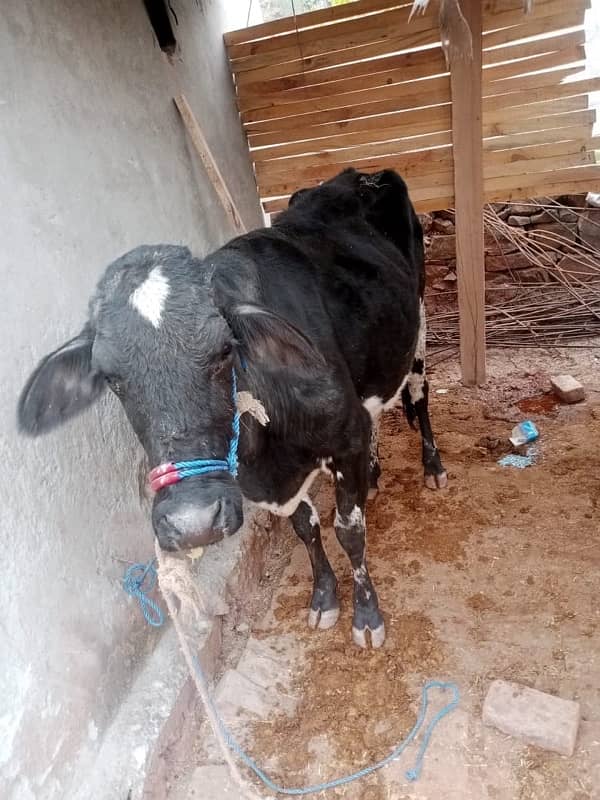 cow dosra br soye ha 4  month ke 3