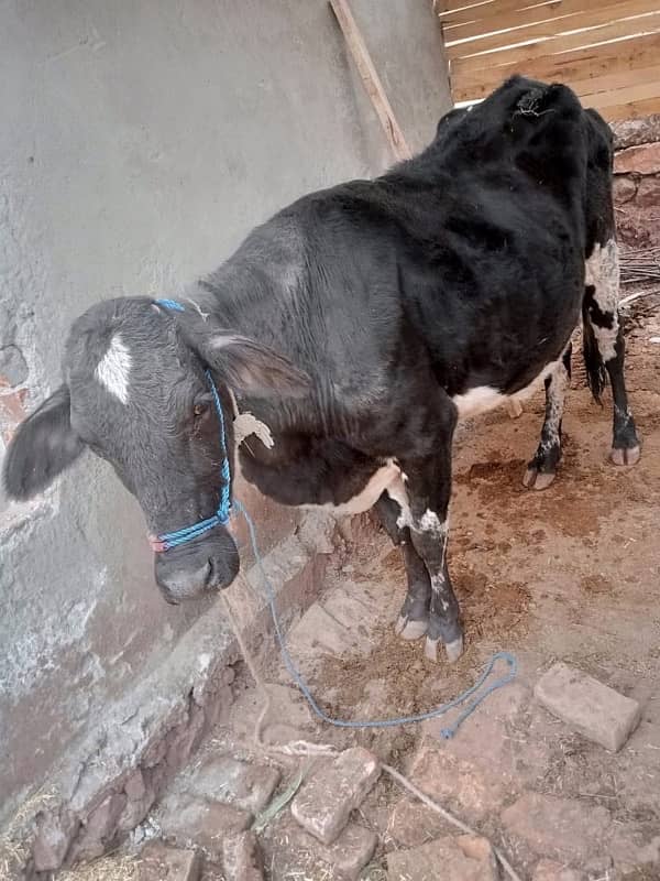 cow dosra br soye ha 4  month ke 4