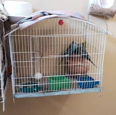 Budgie australian parrot pairs and male female for sale