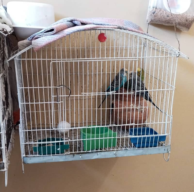 Budgie australian parrot pairs and male female for sale 0