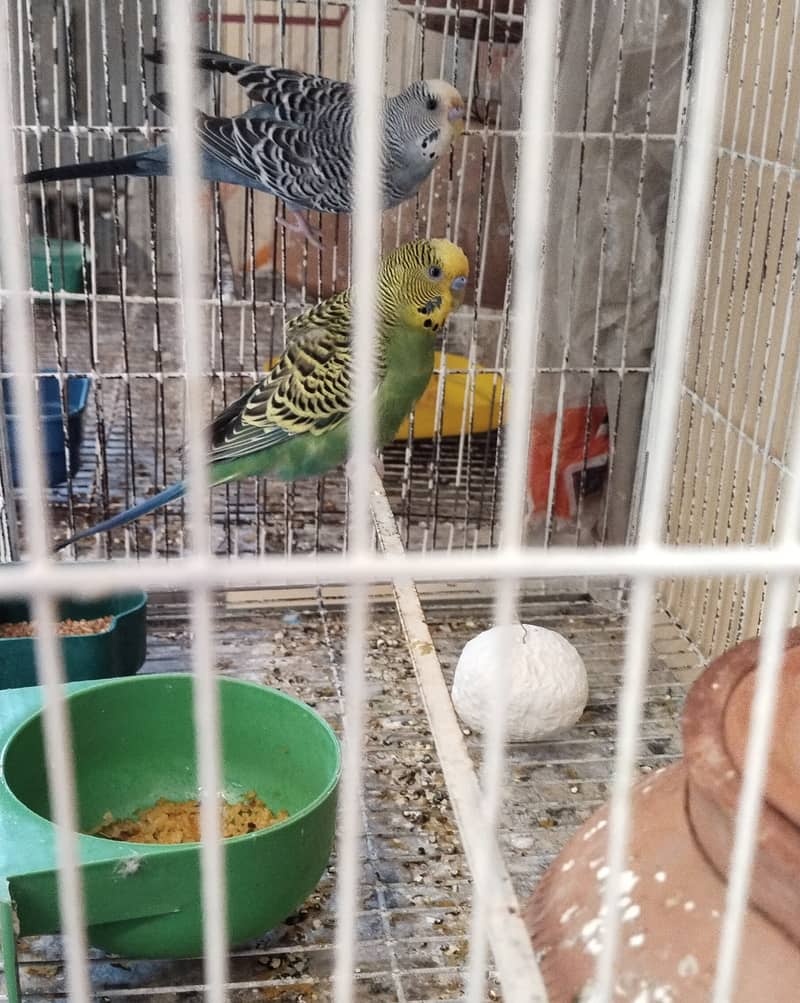 Budgie australian parrot pairs and male female for sale 1