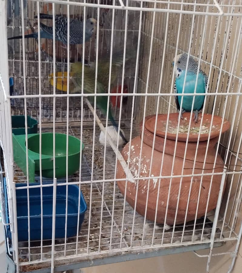 Budgie australian parrot pairs and male female for sale 2