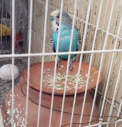 Budgie australian parrot pairs and male female for sale