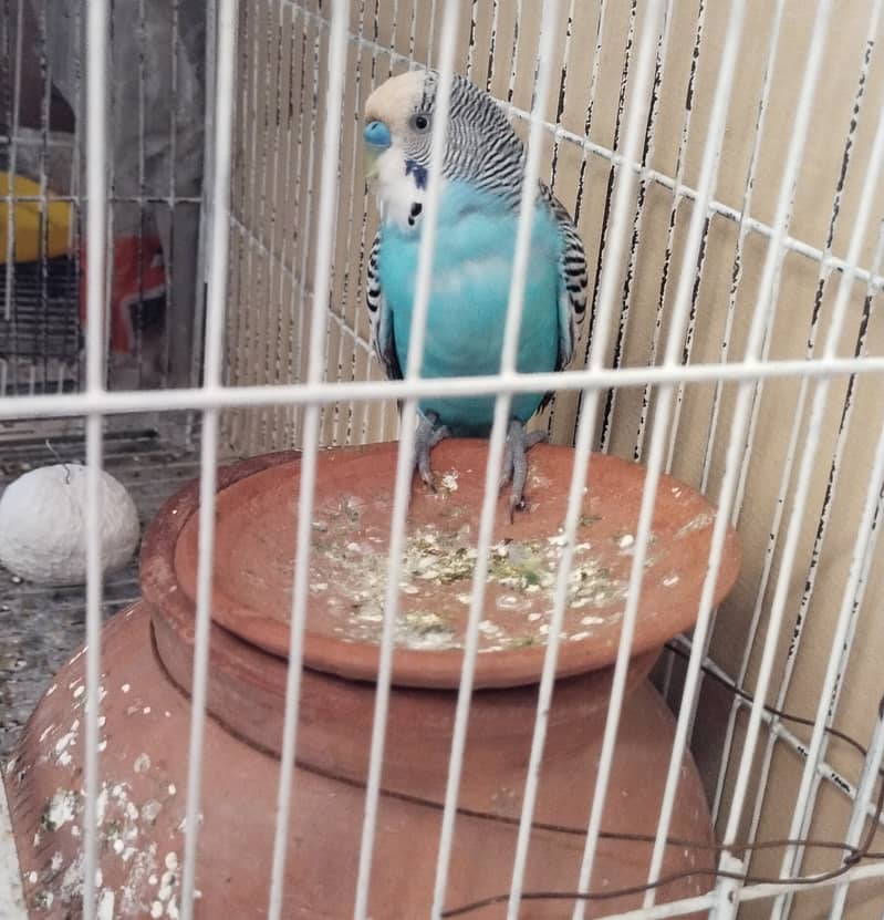 Budgie australian parrot pairs and male female for sale 3