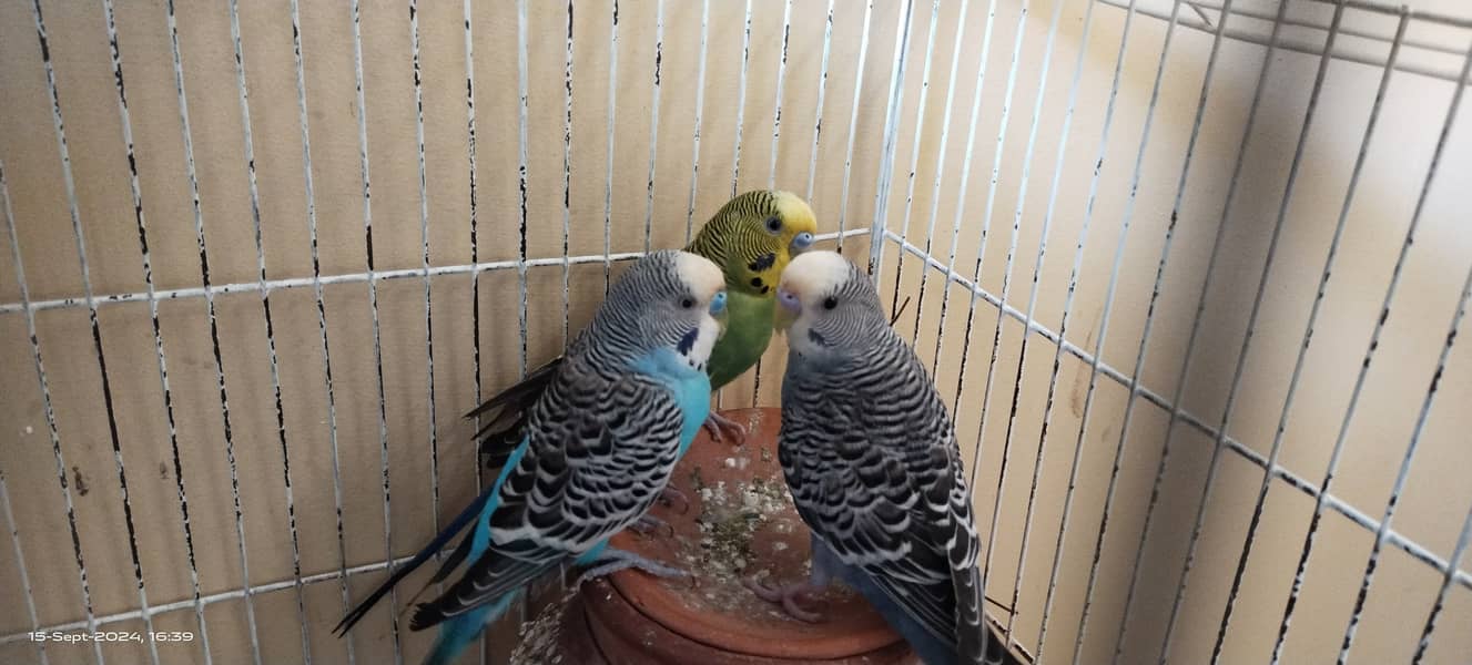 Budgie australian parrot pairs and male female for sale 4