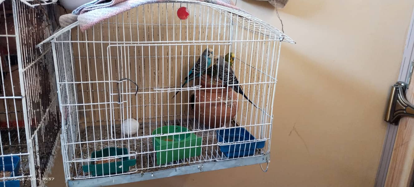 Budgie australian parrot pairs and male female for sale 5