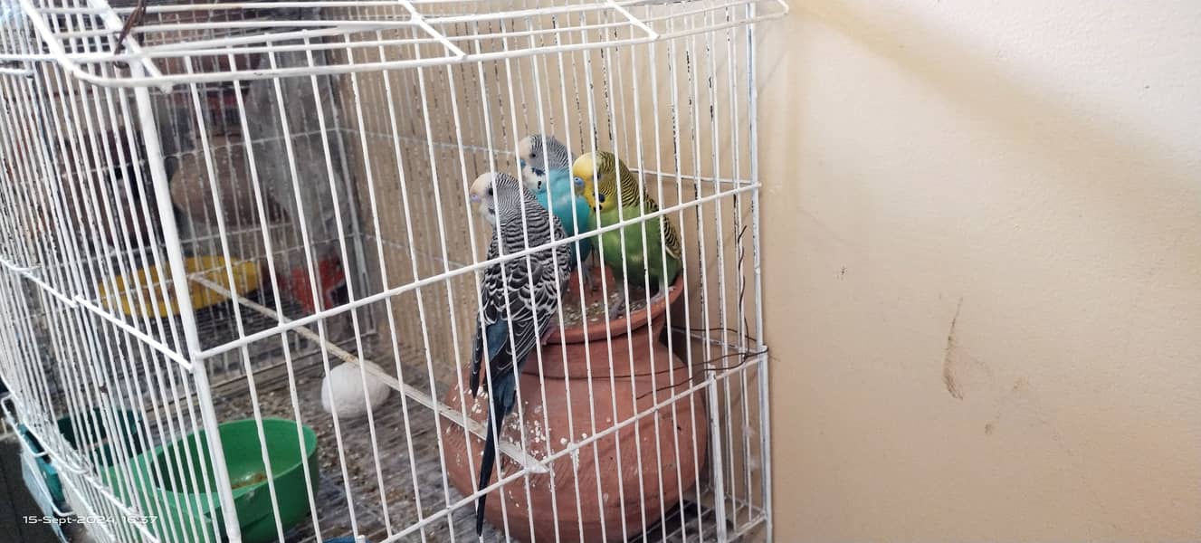 Budgie australian parrot pairs and male female for sale 6