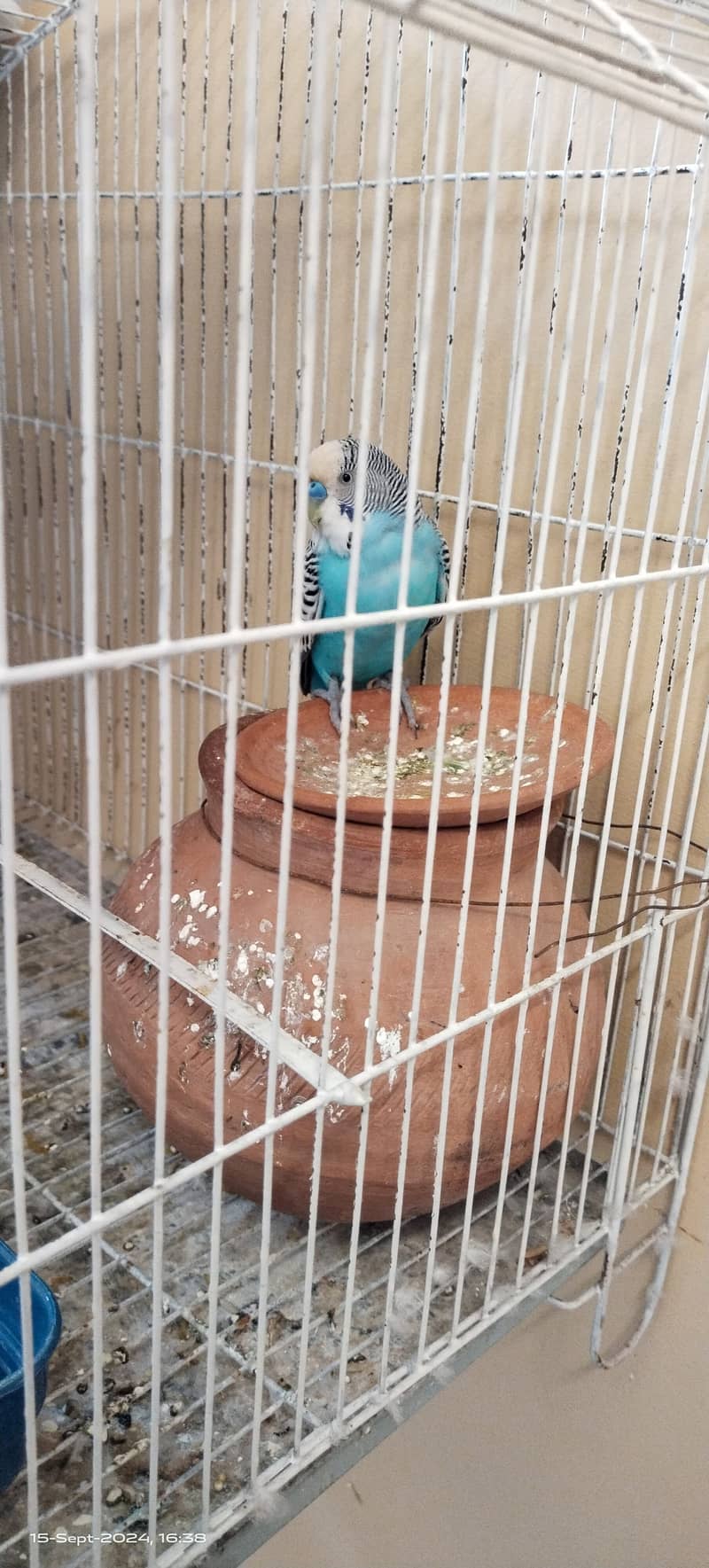 Budgie australian parrot pairs and male female for sale 7