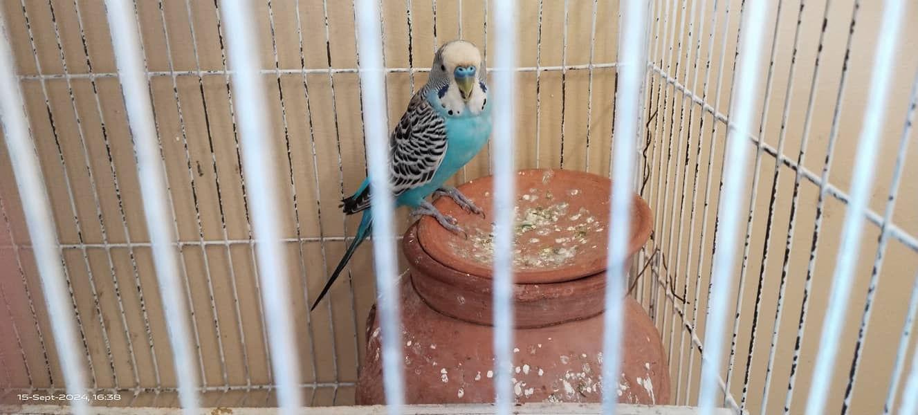 Budgie australian parrot pairs and male female for sale 8