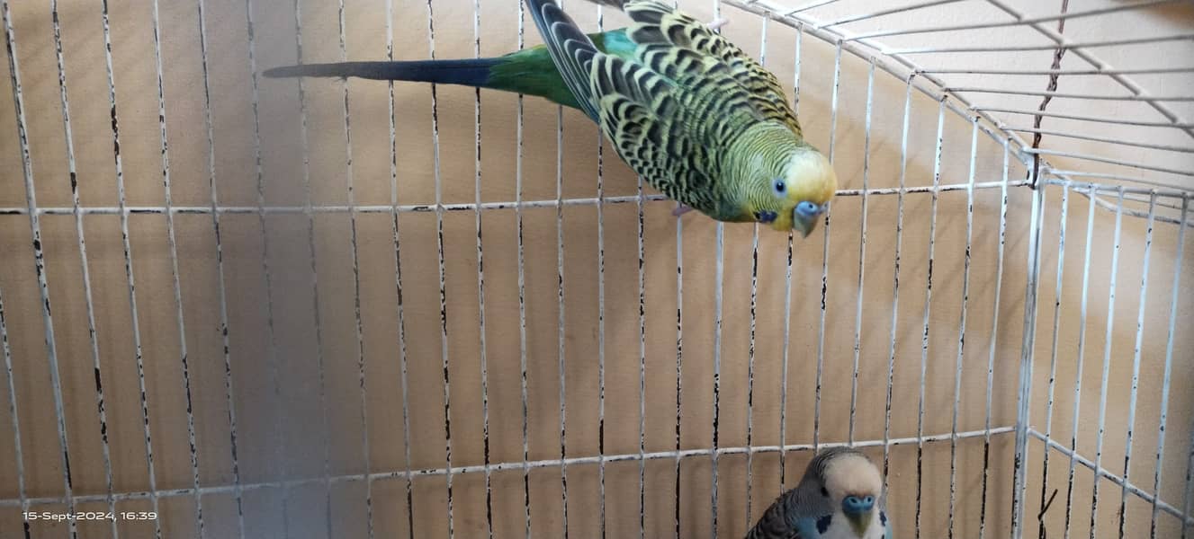 Budgie australian parrot pairs and male female for sale 9