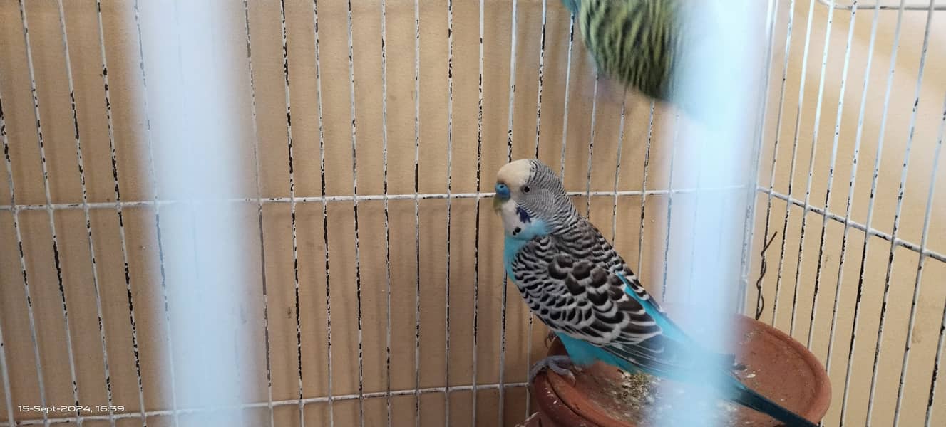 Budgie australian parrot pairs and male female for sale 10