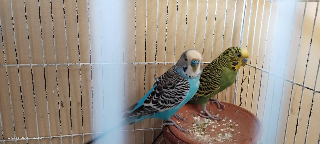 Budgie australian parrot pairs and male female for sale 11