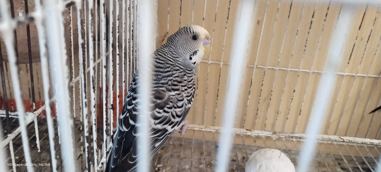 Budgie australian parrot pairs and male female for sale 12