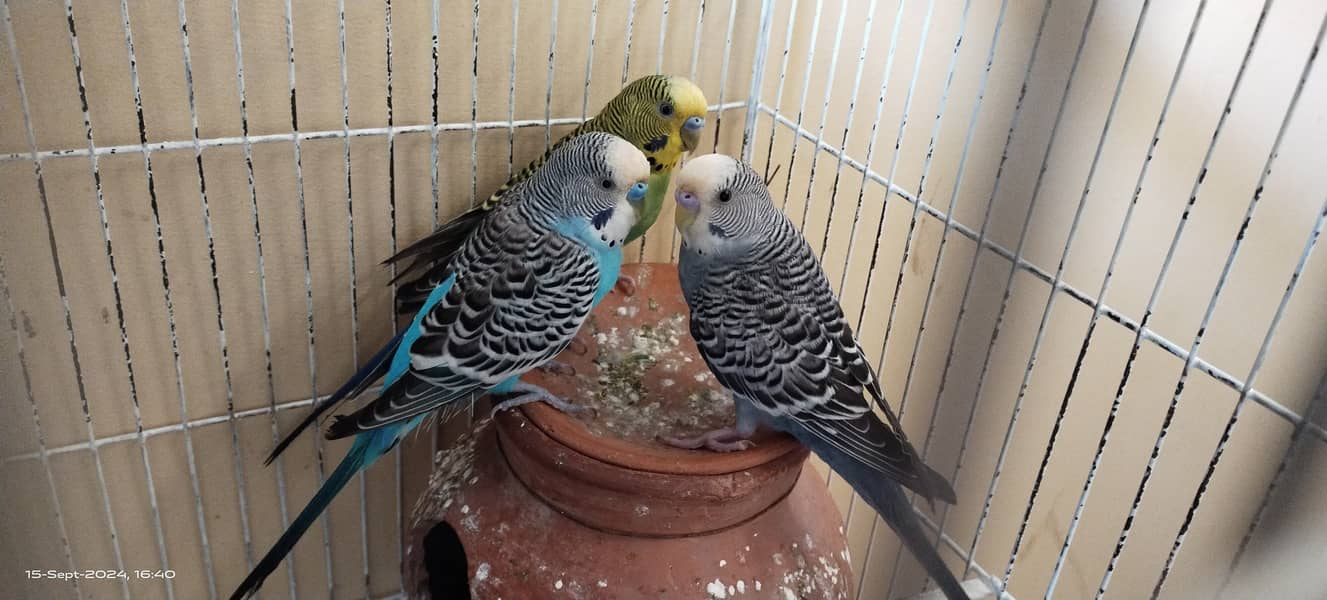 Budgie australian parrot pairs and male female for sale 13