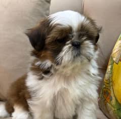 Shih Tzu / Shitzu Pedigreed Puppy