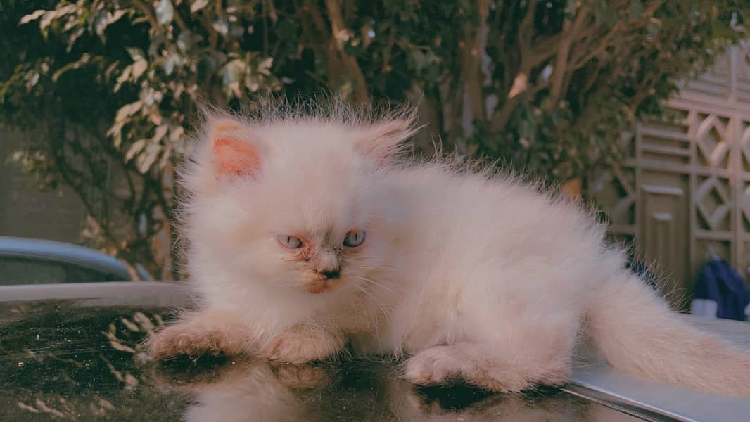 Persian Blue eyes kitten pair in lahore 0