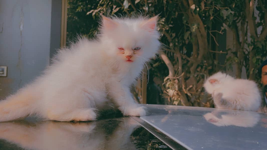 Persian Blue eyes kitten pair in lahore 2