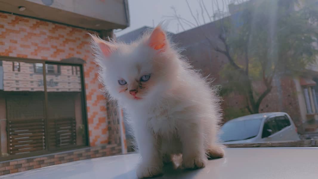 Persian Blue eyes kitten pair in lahore 3