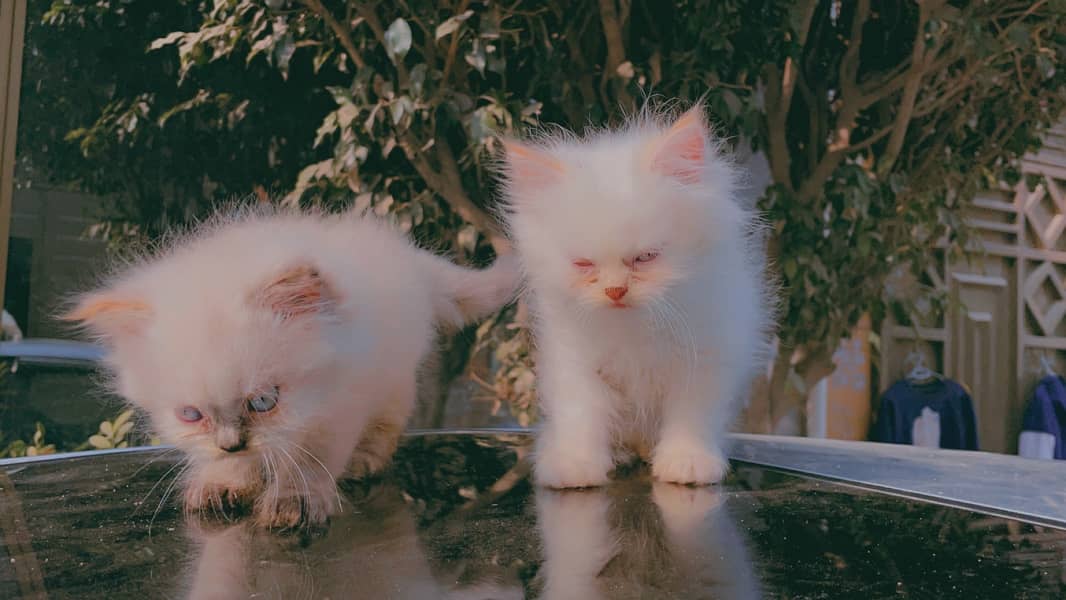 Persian Blue eyes kitten pair in lahore 4