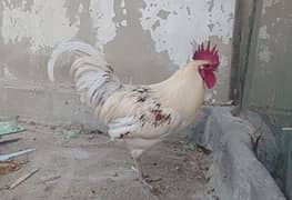 Breeder murgha for sale