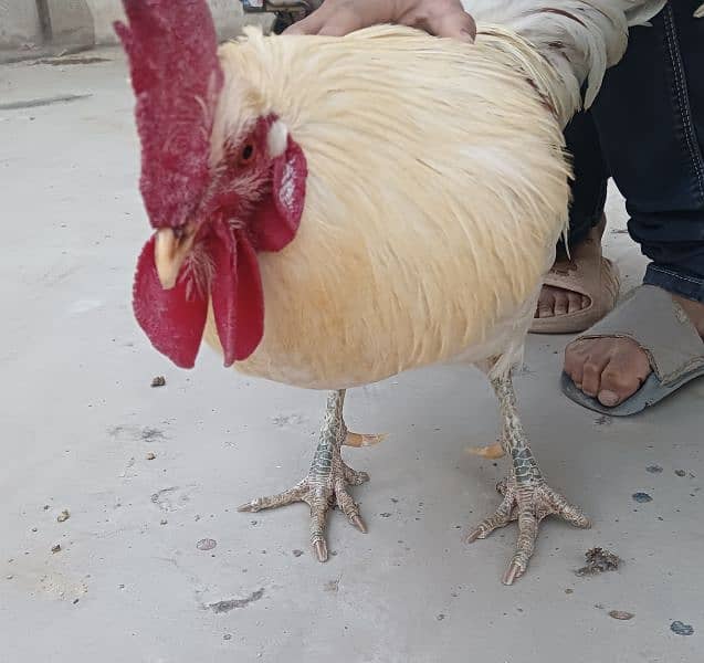 Breeder murgha for sale 1