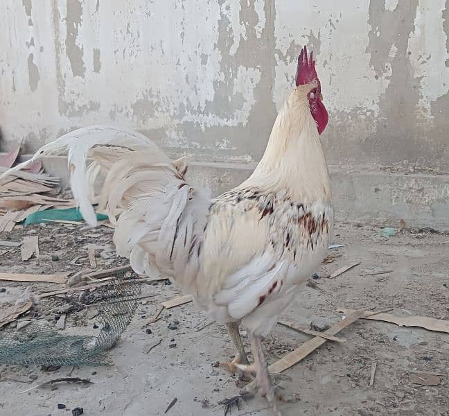 Breeder murgha for sale 2