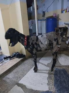 female goat 8 month