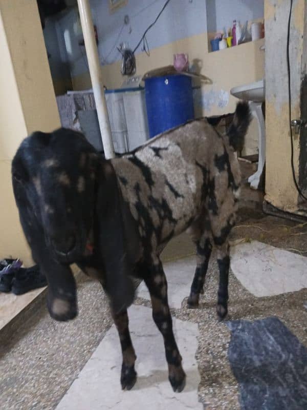 female goat 8 month 1