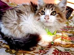 White and brown brown eyes , healthy and active Persian cat available