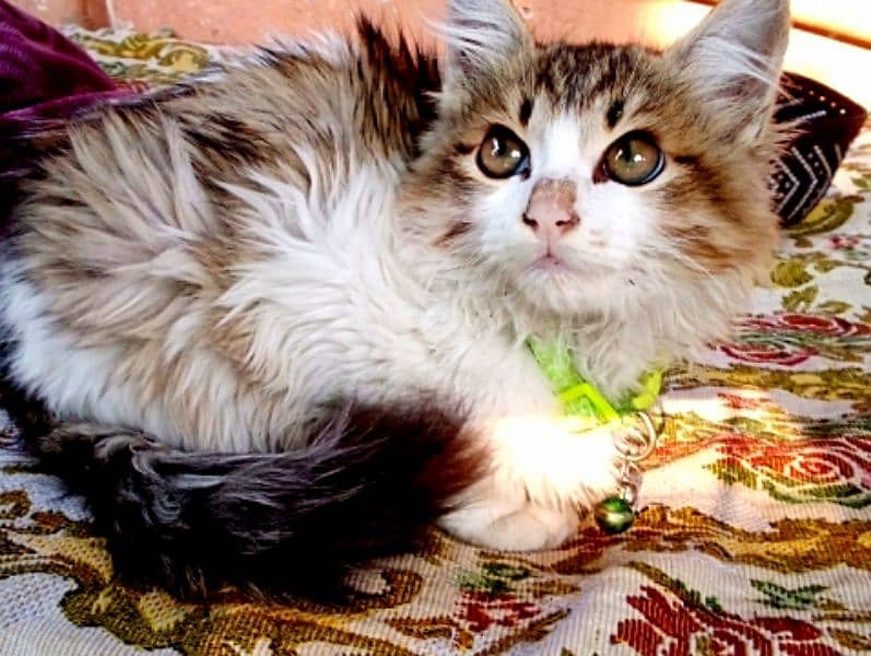 White and brown brown eyes , healthy and active Persian cat available 0