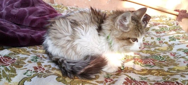 White and brown brown eyes , healthy and active Persian cat available 1